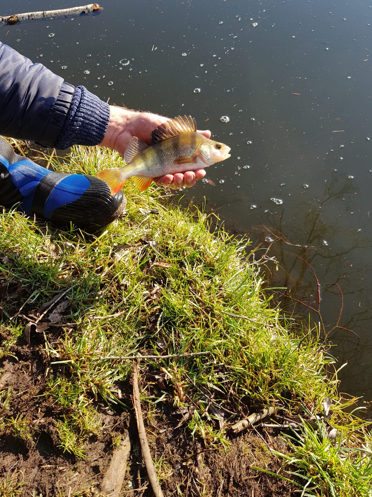 Fische wurden umgesetzt